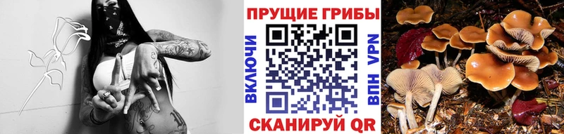 Псилоцибиновые грибы ЛСД  Кизилюрт 